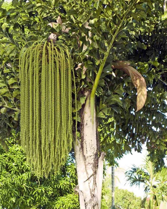 Caryota urens